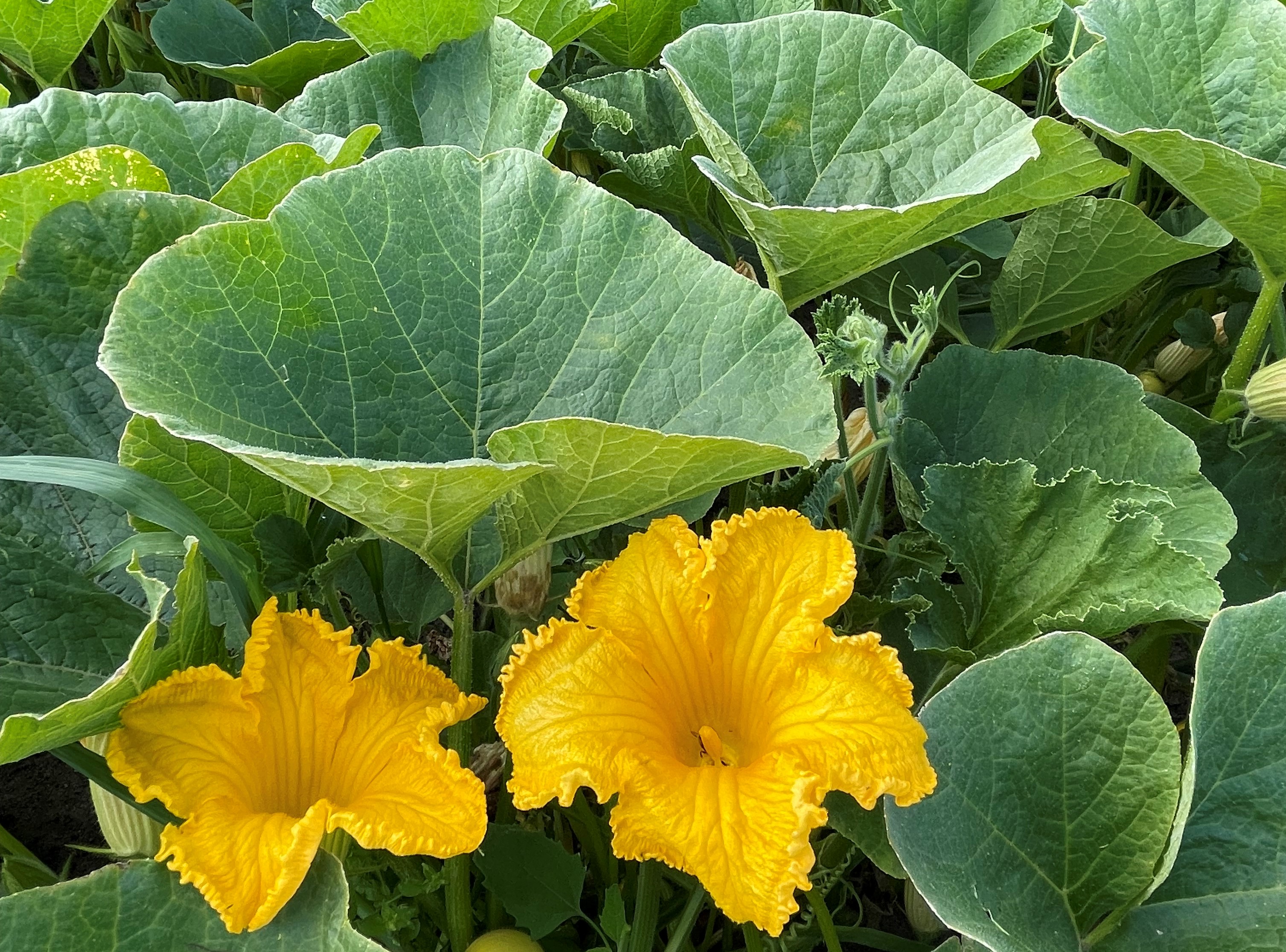 biobased garden spaghettipompoen.jpg