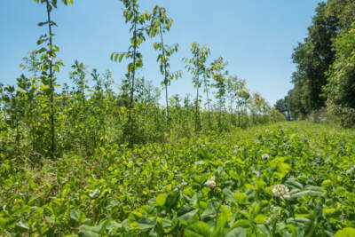 Air-pot systeem agroforestry