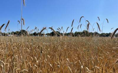 Stroteelt voor biobased bouwen professionaliseren