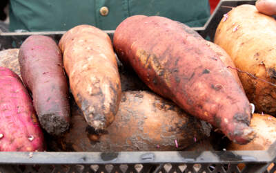 Zoete aardappelen uit de Peel