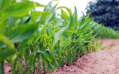 Proeflocatie 2024: Effect oogst lenterogge en ultravroege mais in één seizoen