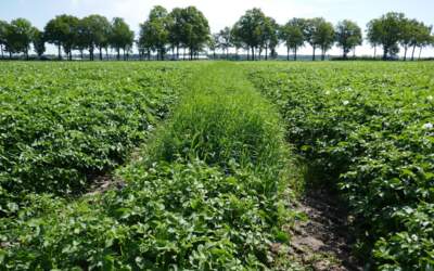 Proeflocatie 2023: Welke bloemenmengsel werkt het beste bij luizenbestrijding in aardappelen?
